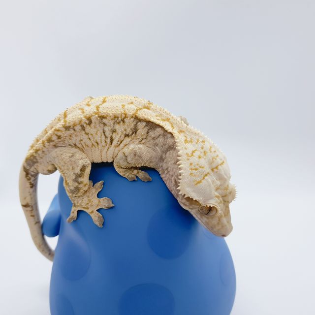 노멀 익스트림할리퀸 트라이