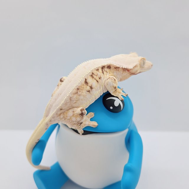 솔리드백 릴리화이트