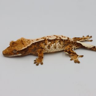 노멀 트라이 익스트림할리퀸