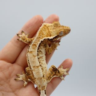 트라이
