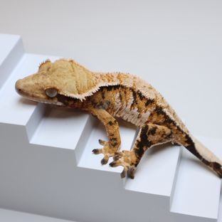바브 트라이 텐저린 익스트림할리퀸
