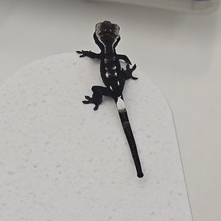 챠콜 세이블 아잔틱