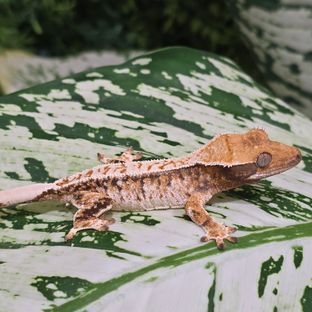 트라이