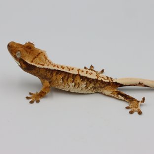 노멀 트라이 익스트림할리퀸