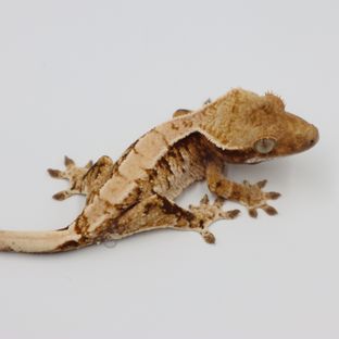 트라이 익스트림할리퀸