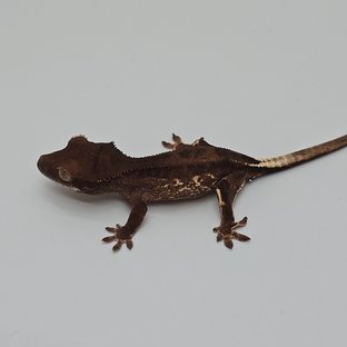 챠콜 팬텀 프라푸치노