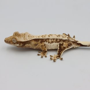 쿼드 노멀 트라이