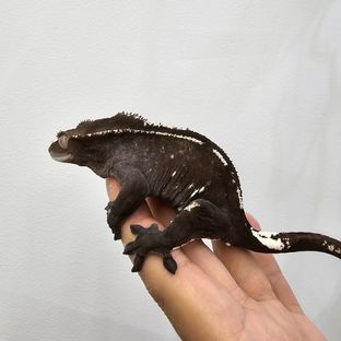 베르무트