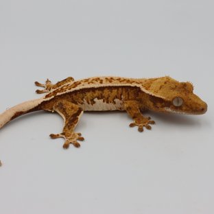 노멀 트라이 풀핀 익스트림할리퀸