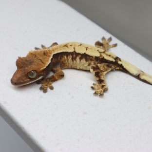 세이블