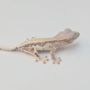 크림시클 프라푸치노