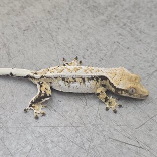 쿼드 노멀 트라이