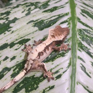 세이블