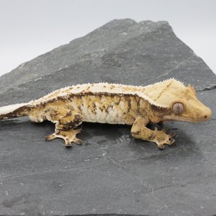 Normal Tri Extreme Harlequin