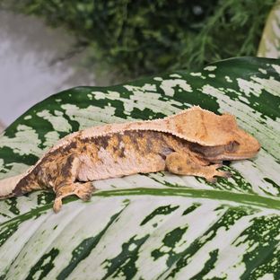 트라이