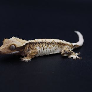 트라이