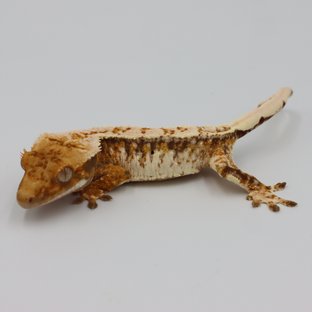 노멀 트라이 익스트림할리퀸