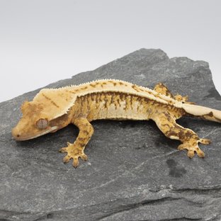 Normal Tri Extreme Harlequin