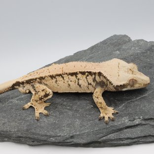 Drippy White Spot Normal