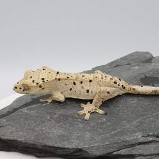 Super Dalmatian