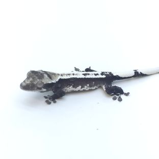 아잔틱