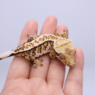 Normal Tri Extreme Harlequin