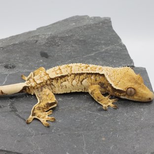 Normal Tri Extreme Harlequin