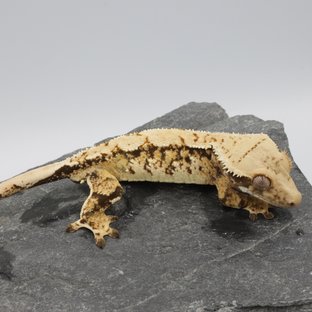 Normal Tri Extreme Harlequin