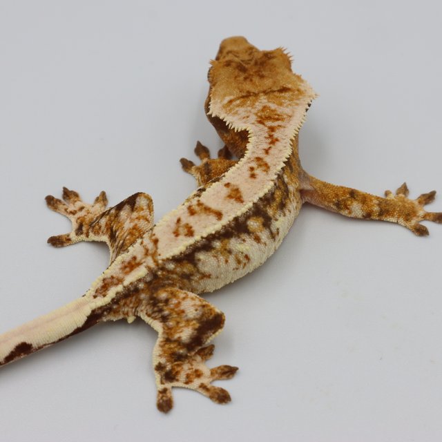 Normal Tri Extreme Harlequin