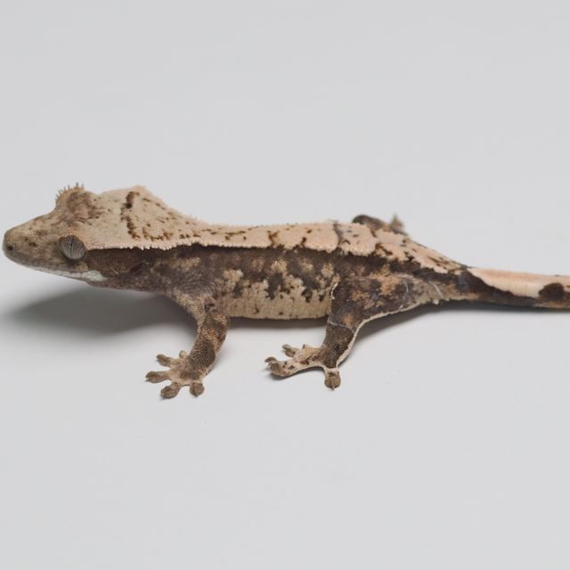 트라이