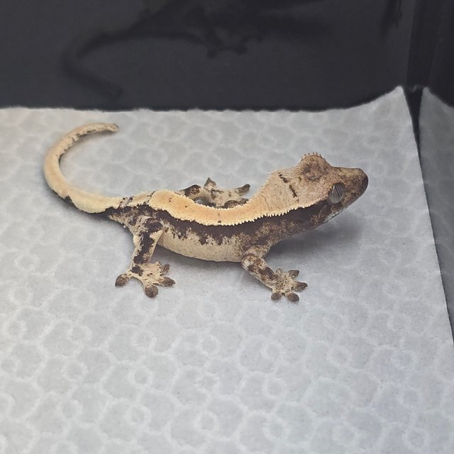 100%헷아잔틱 세이블