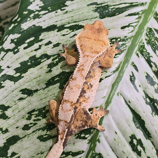 트라이