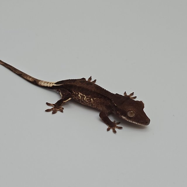 챠콜 팬텀 프라푸치노