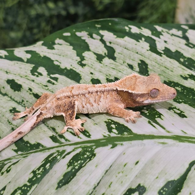 트라이
