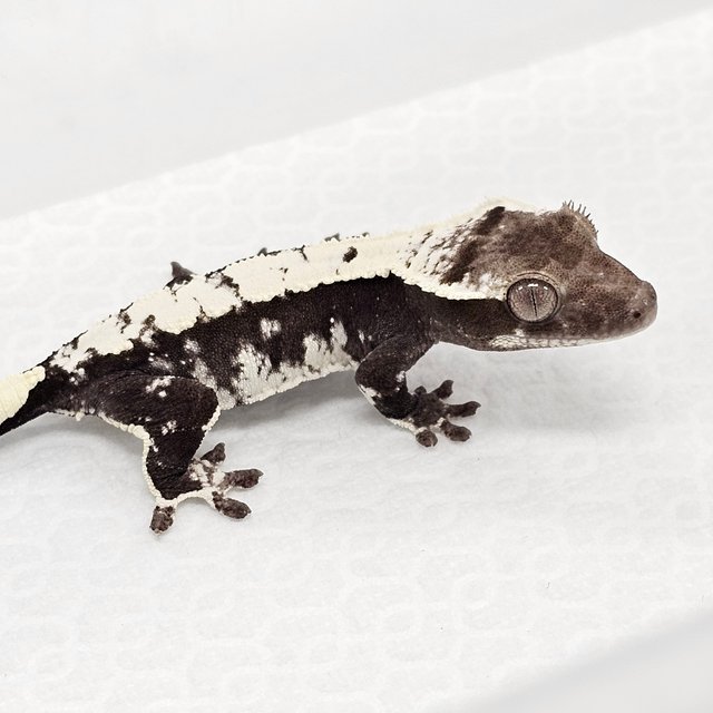 Axanthic