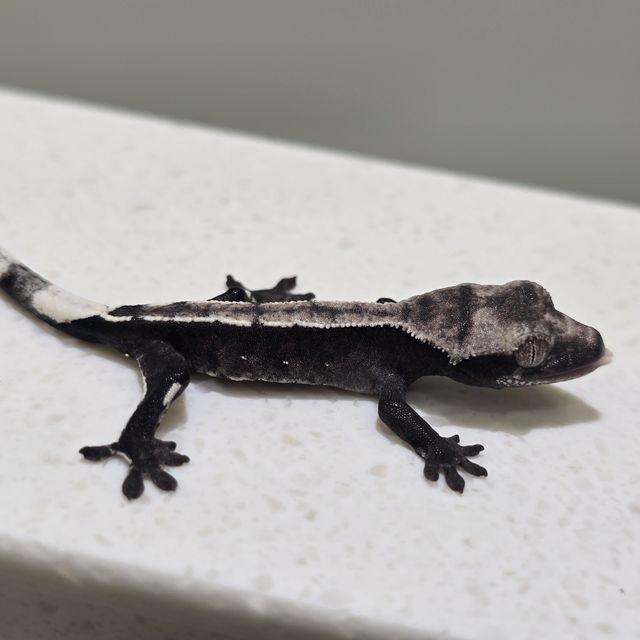 아잔틱