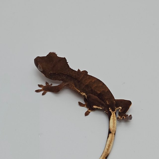 챠콜 팬텀 릴리화이트