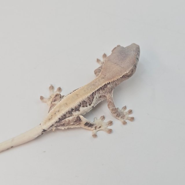 크림시클 프라푸치노