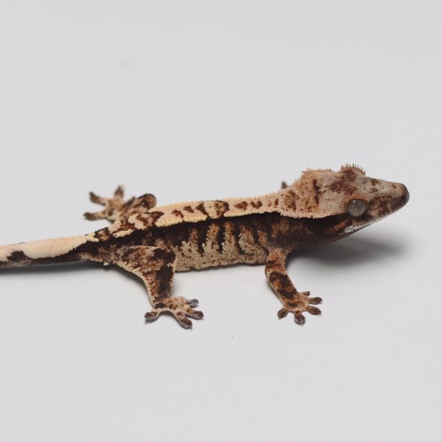 트라이