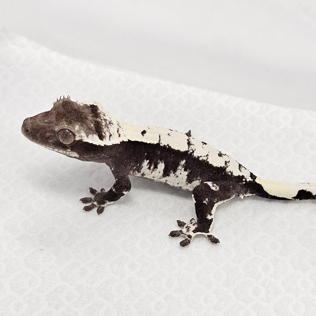 Axanthic