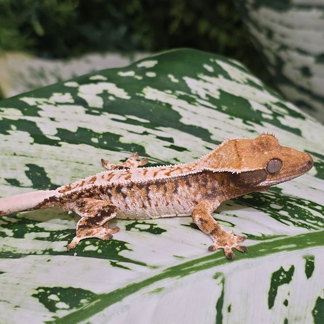 트라이