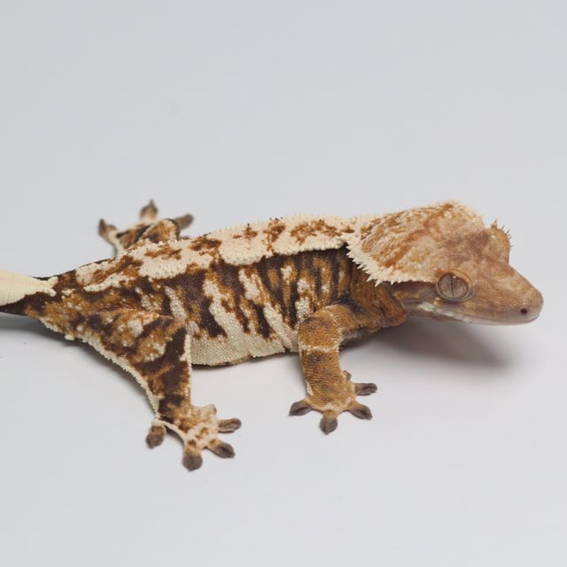 트라이