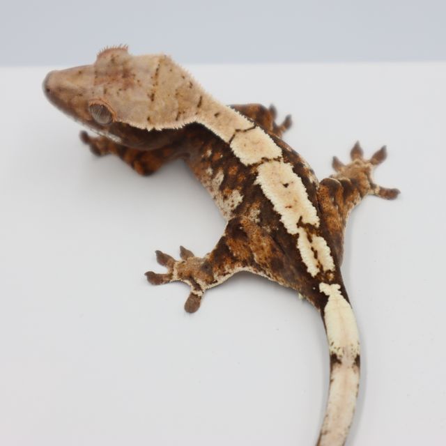 100%헷아잔틱 세이블