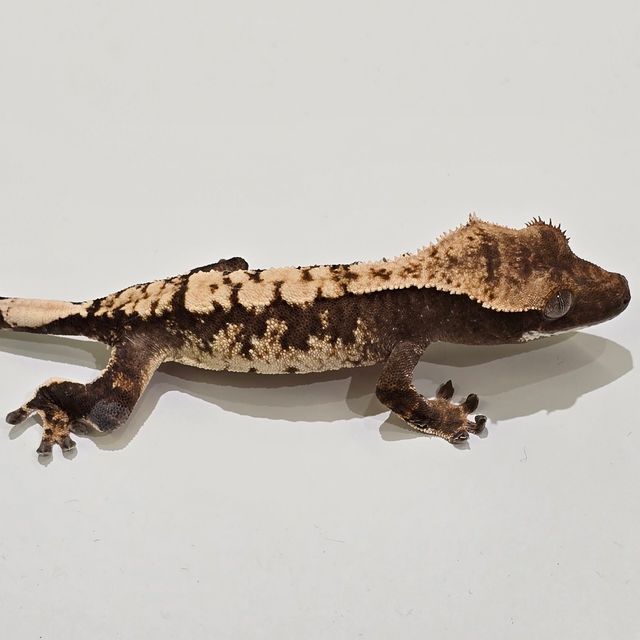 트라이