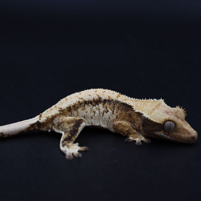 Tri
