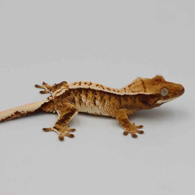 Normal Tri Extreme Harlequin