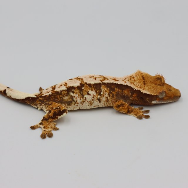 Normal Tri Extreme Harlequin