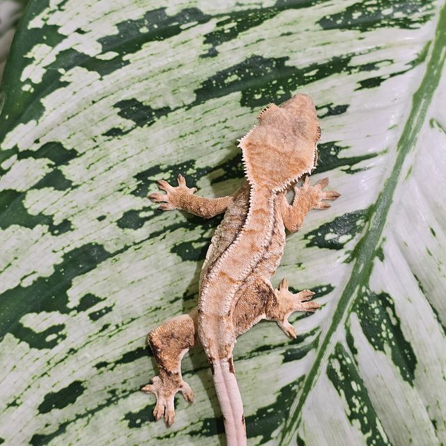 트라이