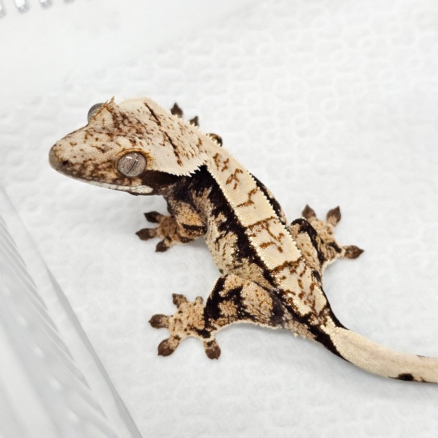 100% Het Axanthic