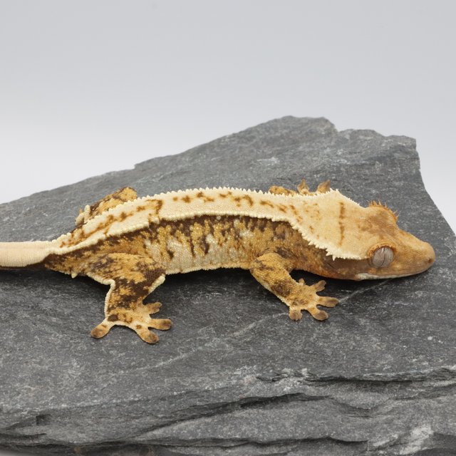 Normal Tri Extreme Harlequin